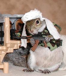Evil Squirrel Terrorist